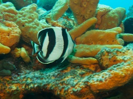 Banded Butterflyfish IMG 4548